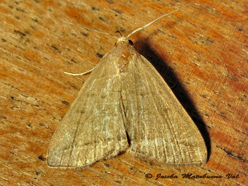 Cfr. Zanclognatha lunalis, Erebidae